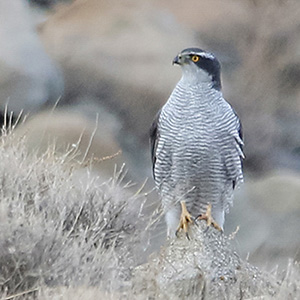 Northern Goshawk